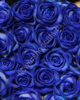 Синяя Роза