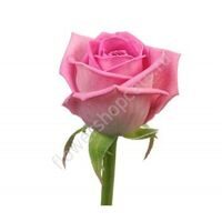 Роза Розовая 50 См