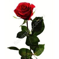 Роза Красная 50 См