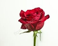 Роза Красная 70 См